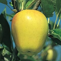 Gurney golden delicious for sale  Delivered anywhere in USA 
