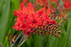 Fiery red lucifer for sale  Delivered anywhere in USA 