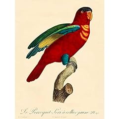 Artdirect barraband parrot for sale  Delivered anywhere in USA 