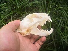Racoon dog skull for sale  Delivered anywhere in USA 