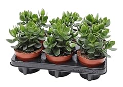 Crassula minova magic for sale  Delivered anywhere in UK