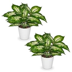 Arborus lot plantes d'occasion  Livré partout en France