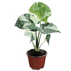 Monstera thai constellation for sale  Delivered anywhere in USA 