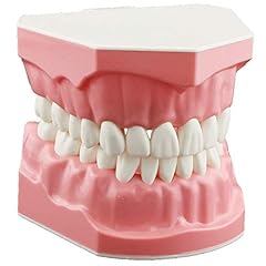 Dentalmall dental model for sale  Delivered anywhere in USA 