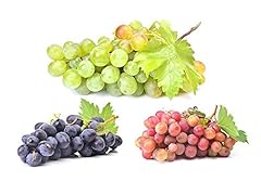 Weintrauben sortiment kernlos gebraucht kaufen  Wird an jeden Ort in Deutschland