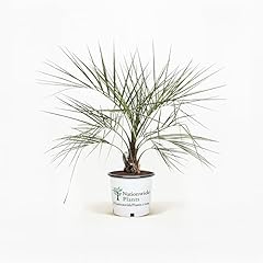 Pindo palm tree for sale  Delivered anywhere in USA 