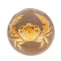 Taxidermy crabs sea for sale  Delivered anywhere in UK
