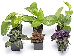 Altman plants live for sale  Delivered anywhere in USA 