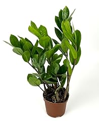 Plant low maintenance for sale  Delivered anywhere in USA 