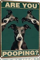 Toppacific whippet dog for sale  Delivered anywhere in USA 