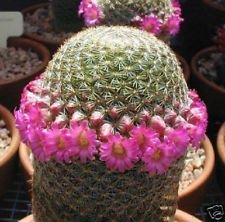 Mammillaria matudae puntaspill for sale  Delivered anywhere in UK