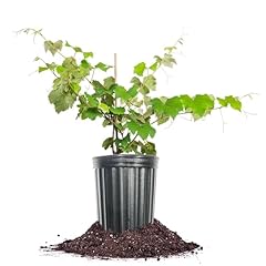 Perfect plants fredonia for sale  Delivered anywhere in USA 