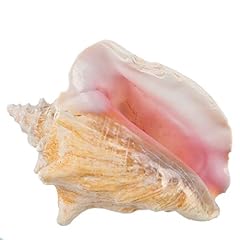 Conch shell large for sale  Delivered anywhere in USA 