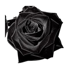 Rose flower seeds for sale  Delivered anywhere in UK