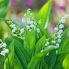 Lilies valley bulbs for sale  Delivered anywhere in USA 