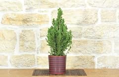 Bonsai abete vaso usato  Spedito ovunque in Italia 