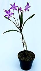 Powers flowers dendrobium usato  Spedito ovunque in Italia 