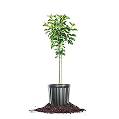 Perfect plants dorsett for sale  Delivered anywhere in USA 