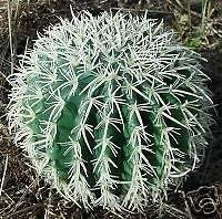 Ferocactus wislizenii semi usato  Spedito ovunque in Italia 