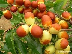 Golden line jujube for sale  Delivered anywhere in USA 