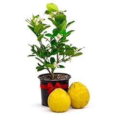Ponderosa lemon trees for sale  Delivered anywhere in USA 