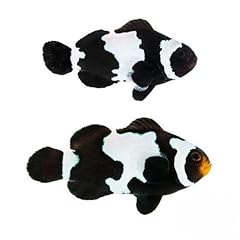 Black snowflake ocellaris for sale  Delivered anywhere in USA 