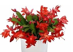 Orange christmas cactus for sale  Delivered anywhere in USA 