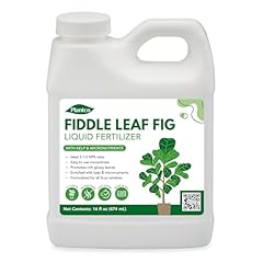 Fiddle leaf fig for sale  Delivered anywhere in USA 