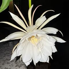 Organic queen night for sale  Delivered anywhere in USA 