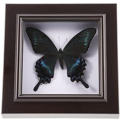 Housoutil butterfly specimens for sale  Delivered anywhere in USA 