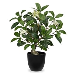 Arborus 40cm tall for sale  Delivered anywhere in UK