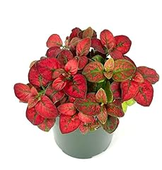 Hypoestes red splash for sale  Delivered anywhere in USA 