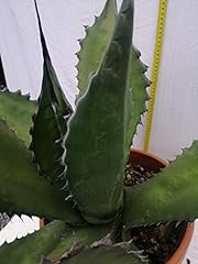 Agave ferox pianta usato  Spedito ovunque in Italia 