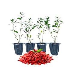 Set goji berry for sale  Delivered anywhere in USA 