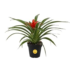 Costa farms bromeliad for sale  Delivered anywhere in USA 