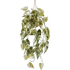 Kunstpflanze syngonium podophy gebraucht kaufen  Wird an jeden Ort in Deutschland