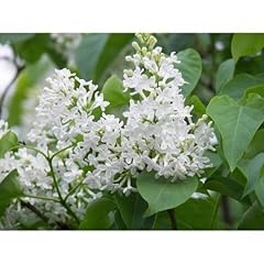 30pcs white lilac for sale  Delivered anywhere in UK