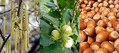 Corylus avellana hazelnut for sale  Delivered anywhere in UK