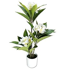 Plumeria frangipani potted for sale  Delivered anywhere in USA 
