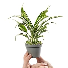 Baby dragon tree for sale  Delivered anywhere in UK