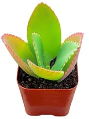 Succulents plants live for sale  Delivered anywhere in USA 