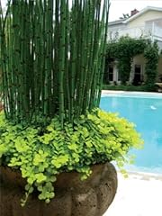 Horsetail grass 4 for sale  Delivered anywhere in USA 