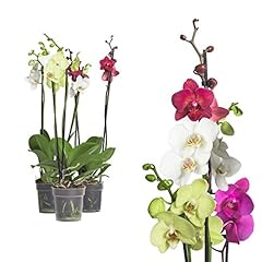 Echte phalaenopsis rchideen gebraucht kaufen  Wird an jeden Ort in Deutschland