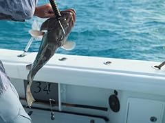 Grouper opening day for sale  Delivered anywhere in USA 