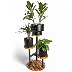 Casahd tier plant for sale  Delivered anywhere in USA 