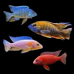 Male peacock cichlid for sale  Delivered anywhere in USA 