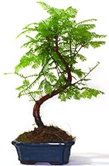 Dawn redwood trunk for sale  Delivered anywhere in Ireland