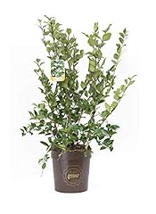 Ligustrum texanum ligustro usato  Spedito ovunque in Italia 