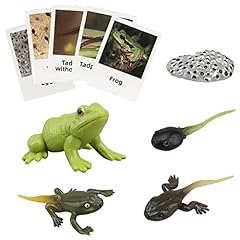 Montessori frog life for sale  Delivered anywhere in USA 