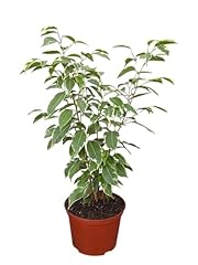 Variegated ficus benjamina for sale  Delivered anywhere in USA 